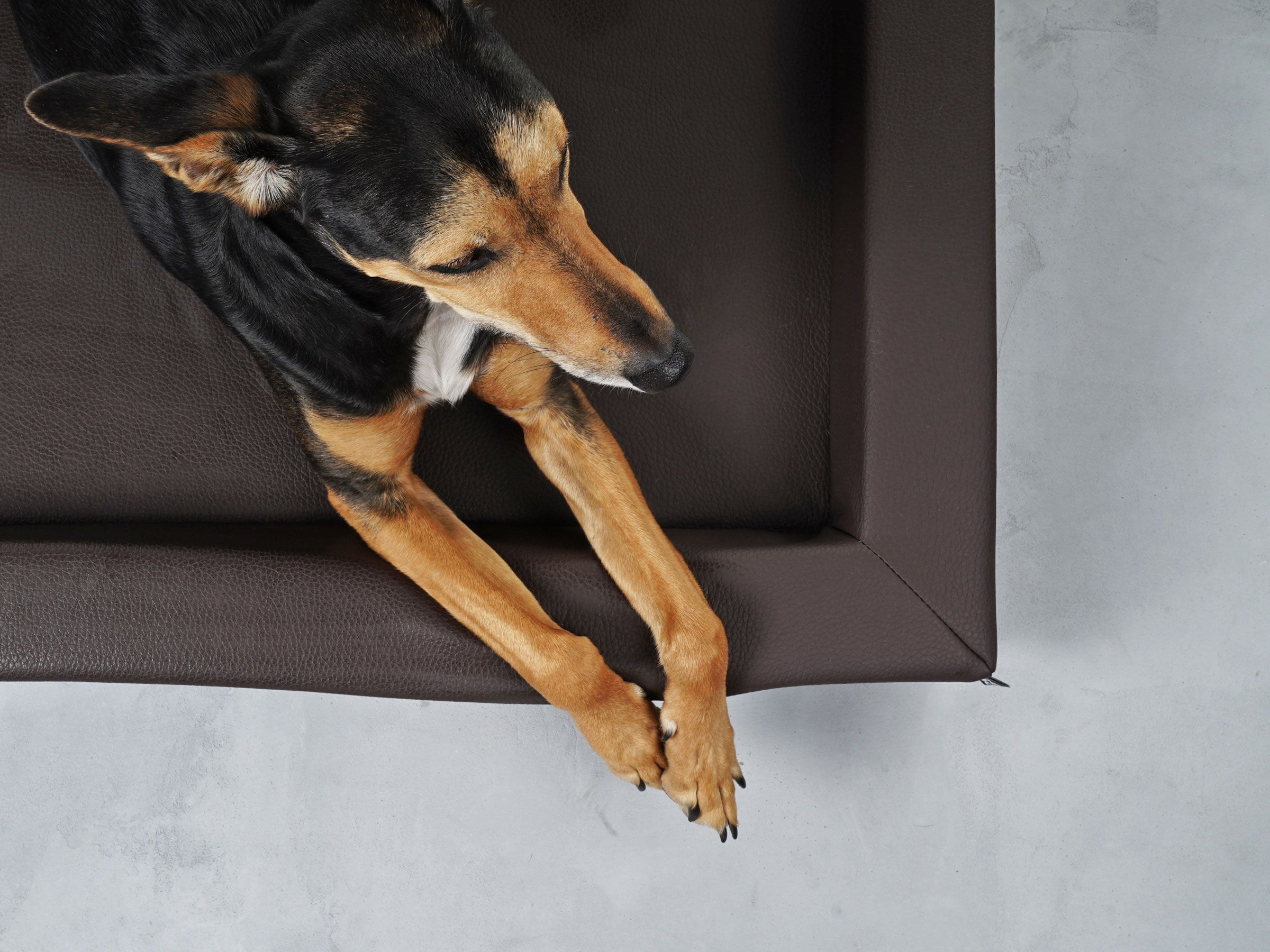 mypado Harko Imitation Leather Premium Dog Bed