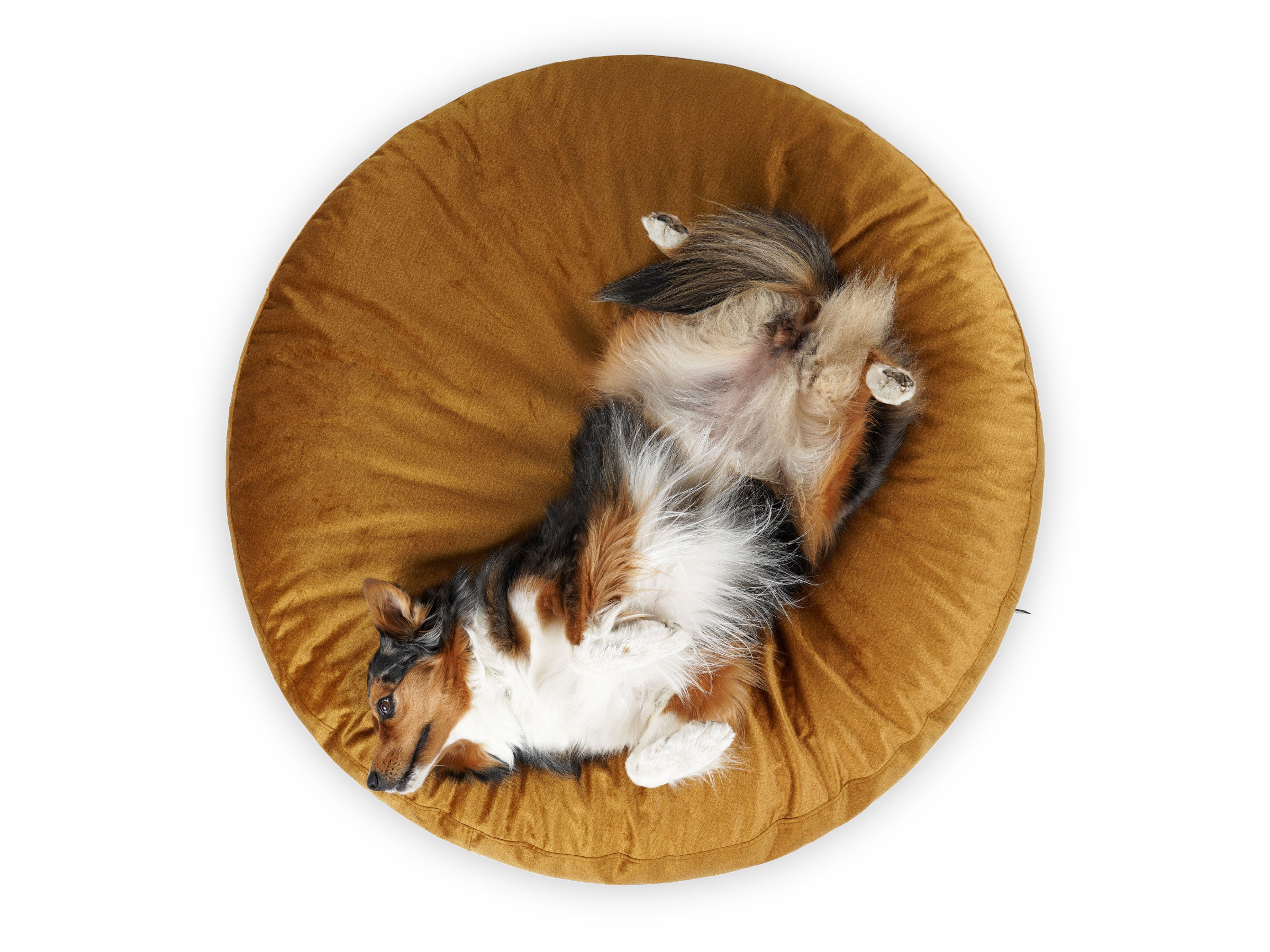 mypado Mio Velvet Dog Cushion