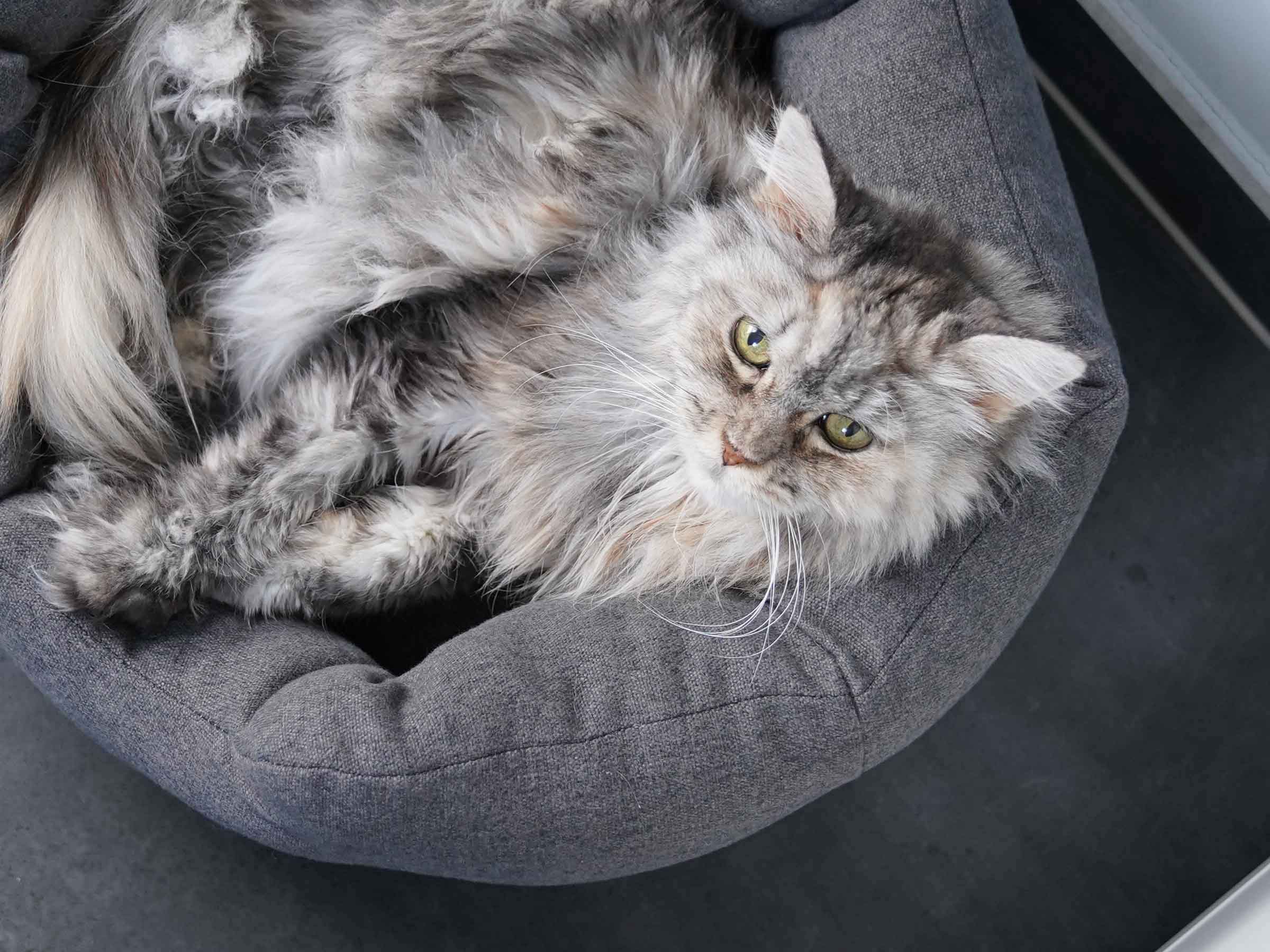 mypado Camino Silver Cat Bed