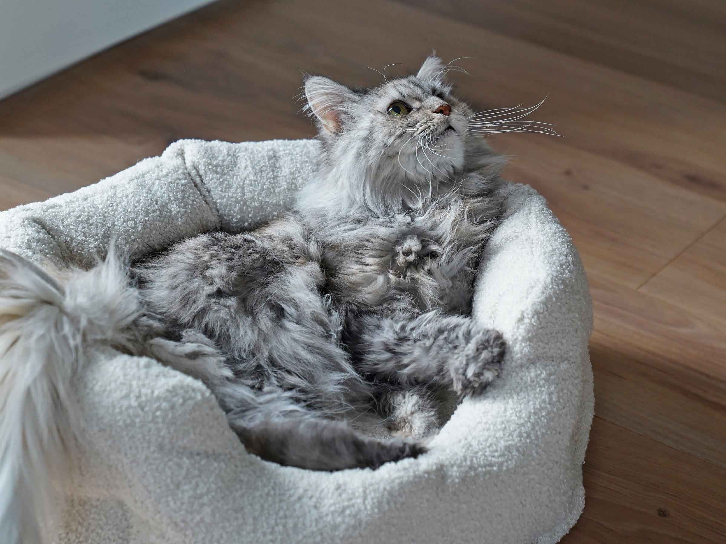 mypado Camino Teddy Cat Bed