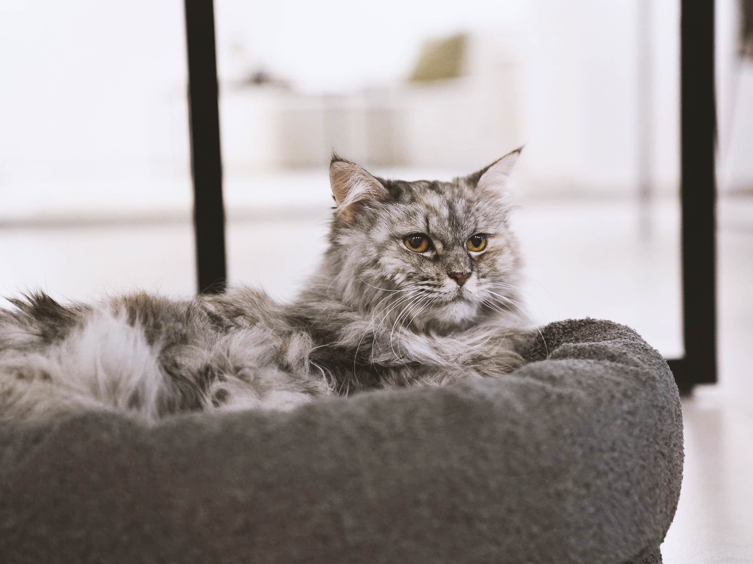 mypado Loop Teddy Cat Bed