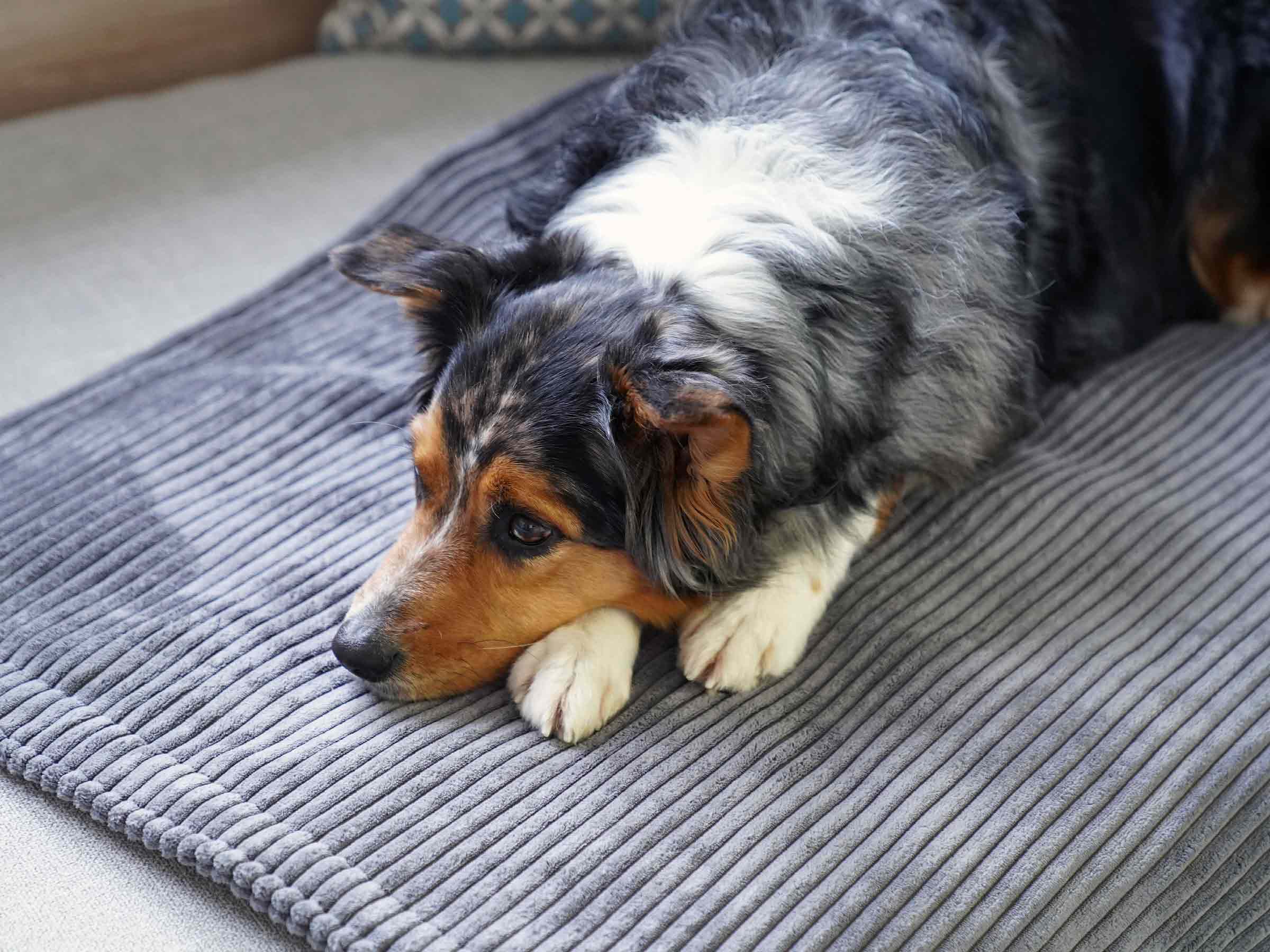 mypado Classic Corduroy Dog Blanket