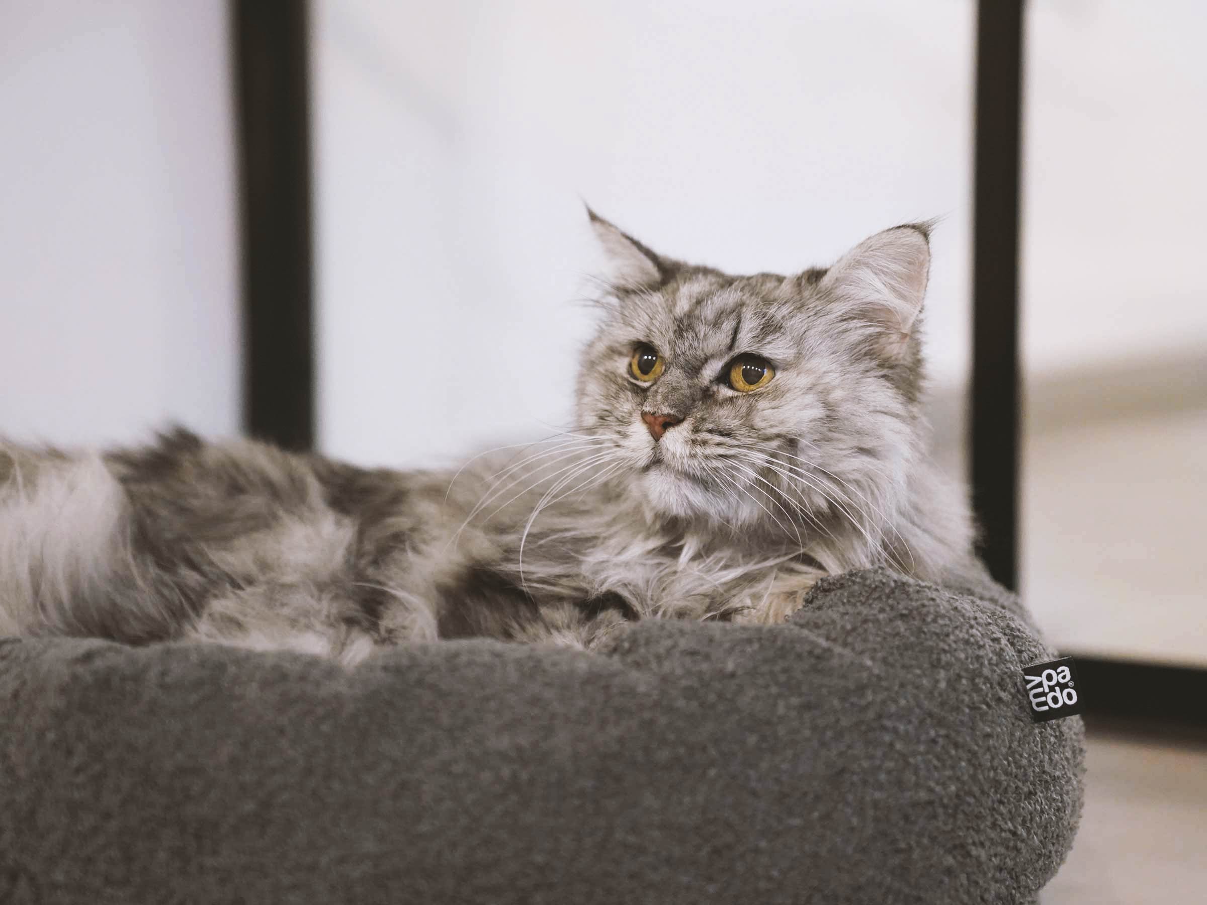 mypado Loop Teddy Cat Bed