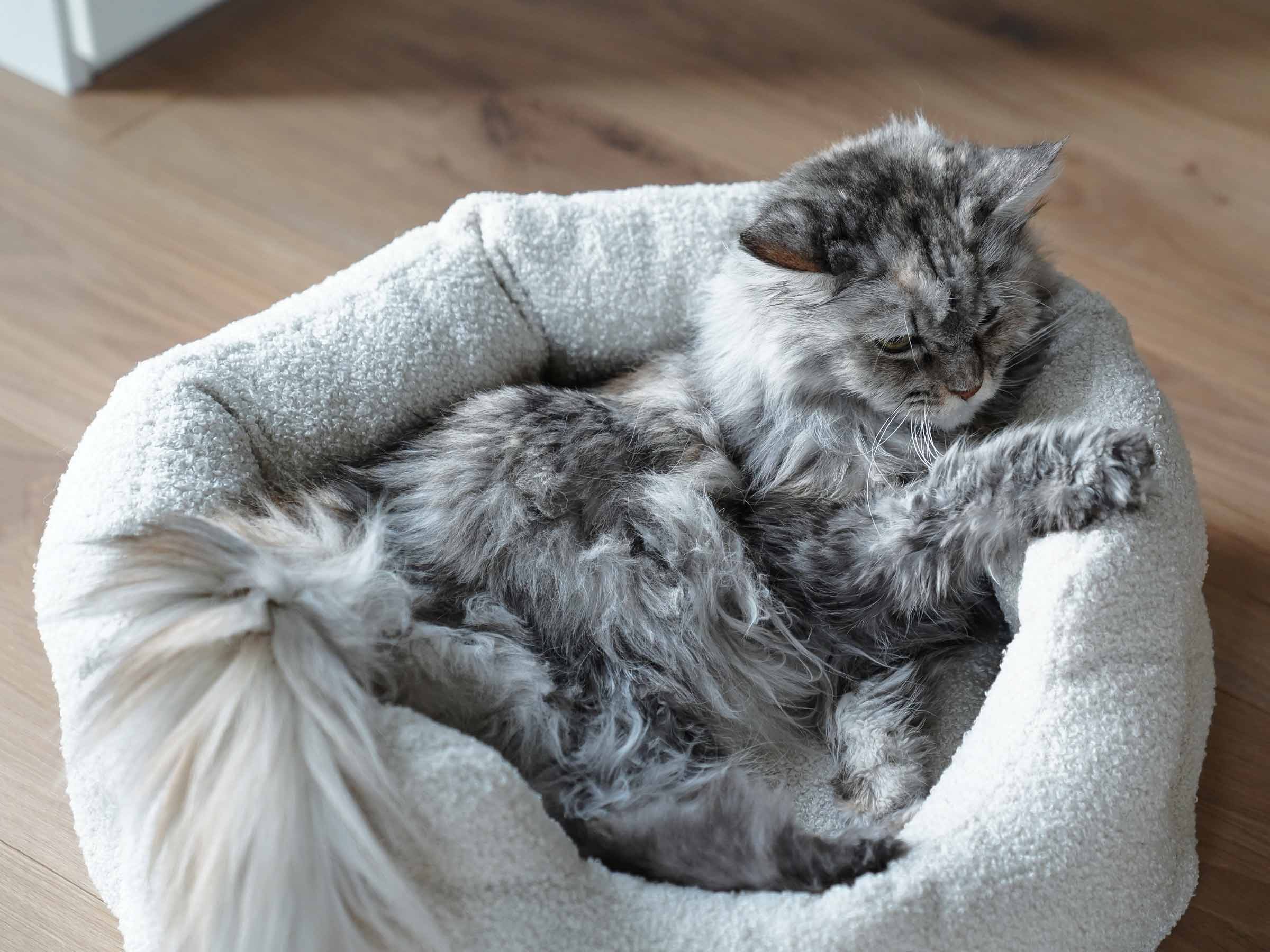 mypado Camino Teddy Cat Bed