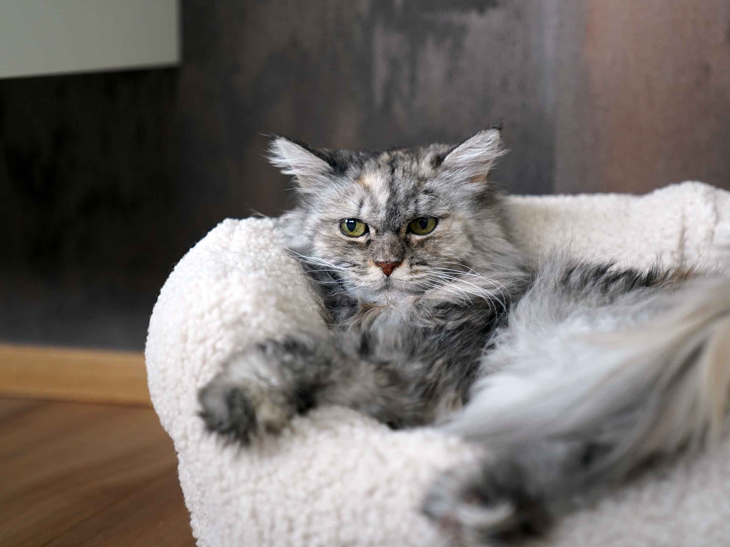 mypado Camino Woolly Cat Bed