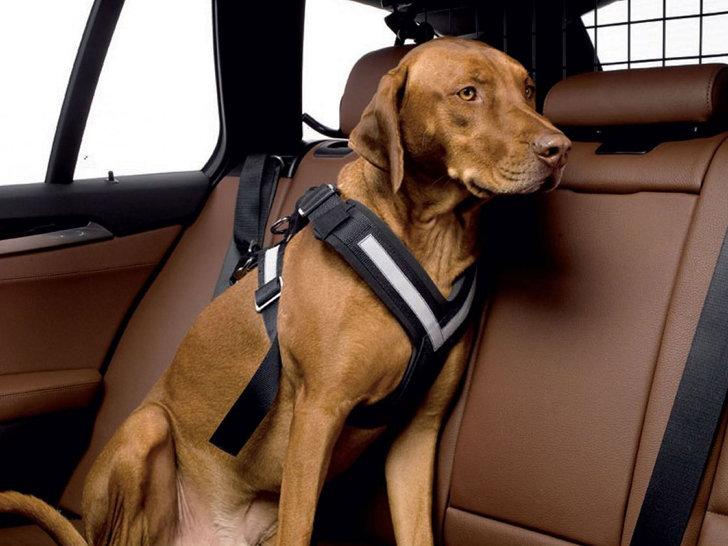 Allsafe Dog Seat Belt